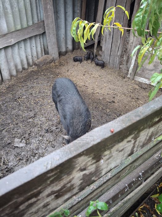 В'єтнамські поросята