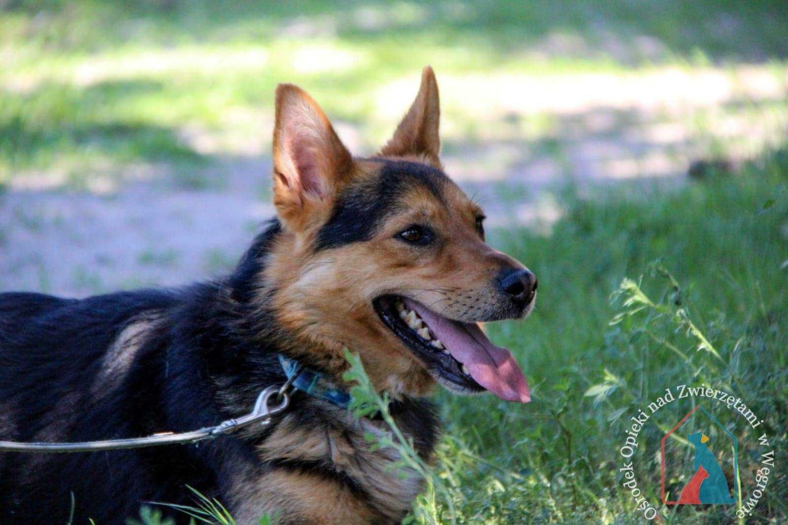 DELIKATNY, UCZUCIOWY - uroda owczarka, waży 17 kg  adoptuj przyjaciela