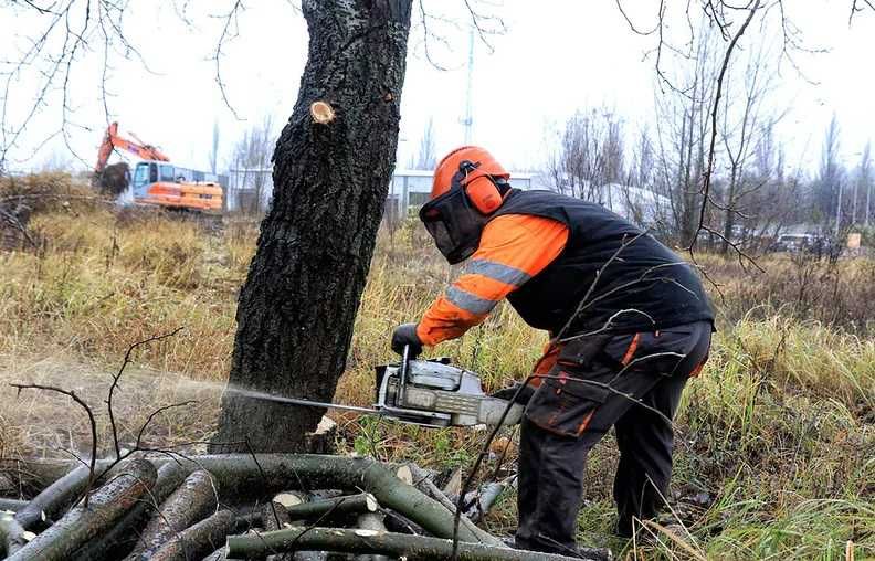 Wycinka / Czyszczenie działek / Mulczowanie / Mulczer / FORESTAL