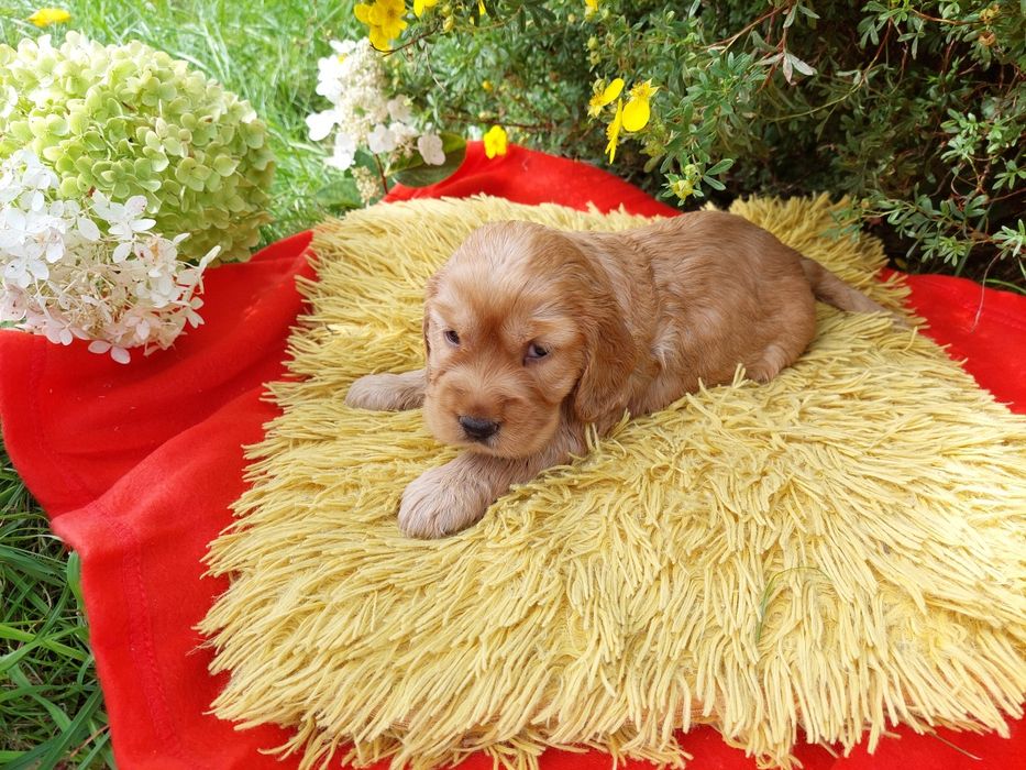 Cocker Spaniel Angielski Szczeniaczek Suczka