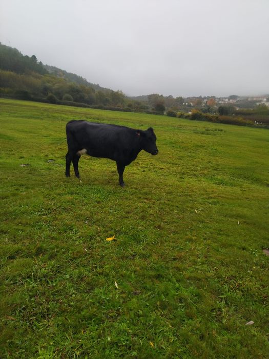Vacas cruzadas prenhas