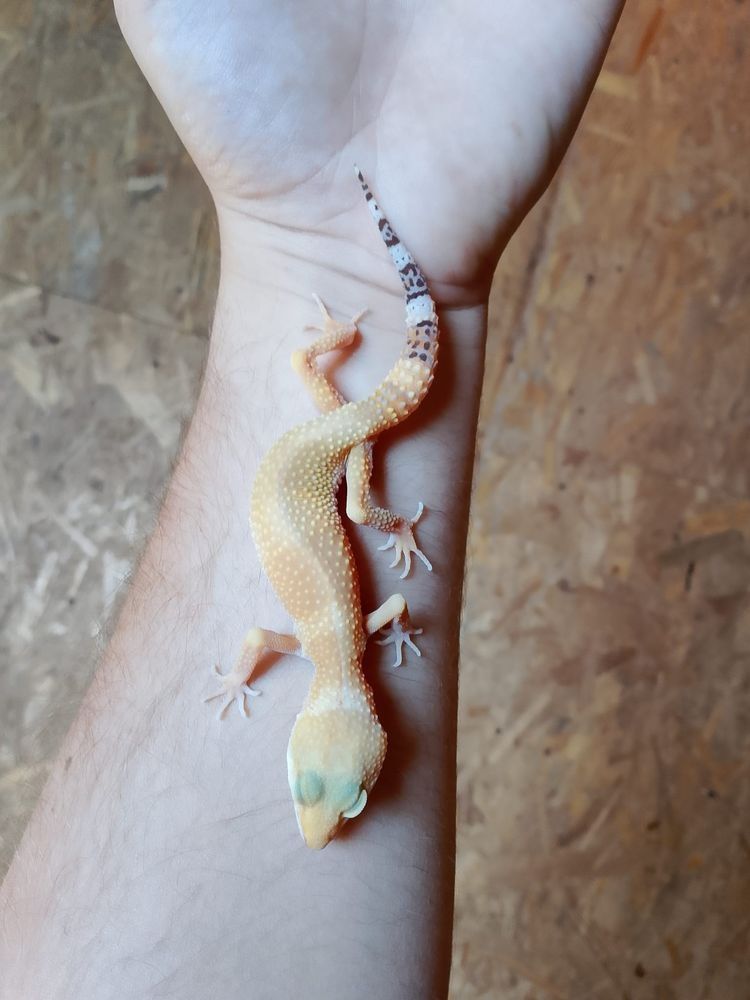 Gekony lamparcie