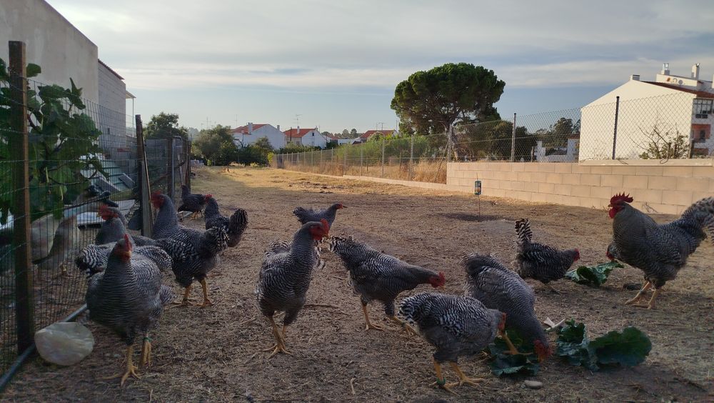 Galinhas raça Amrock - ovos