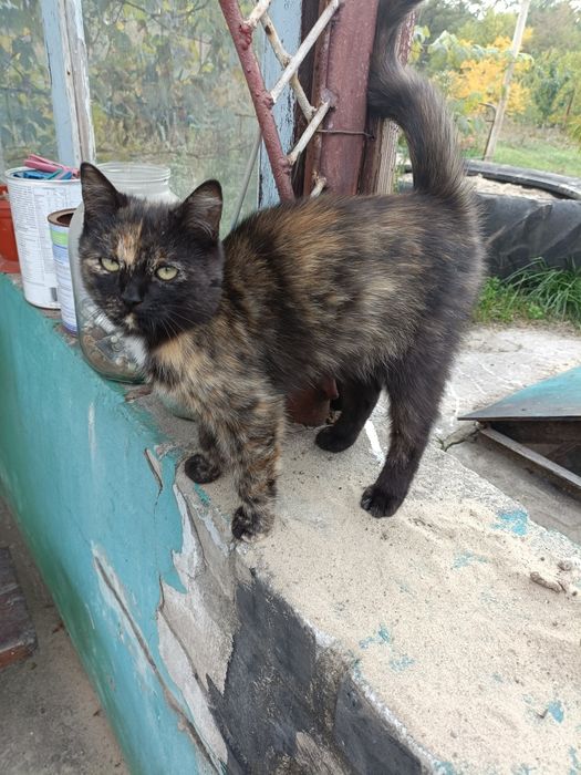 Отдам маленького котёнка