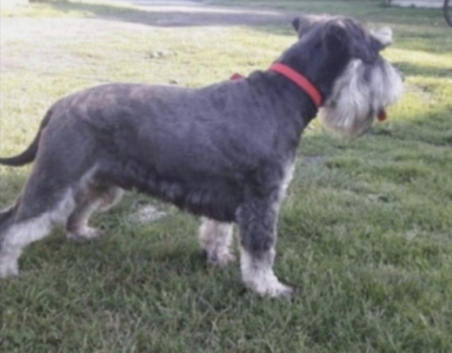 Sznaucer miniaturowy 8tyg z rodowodem