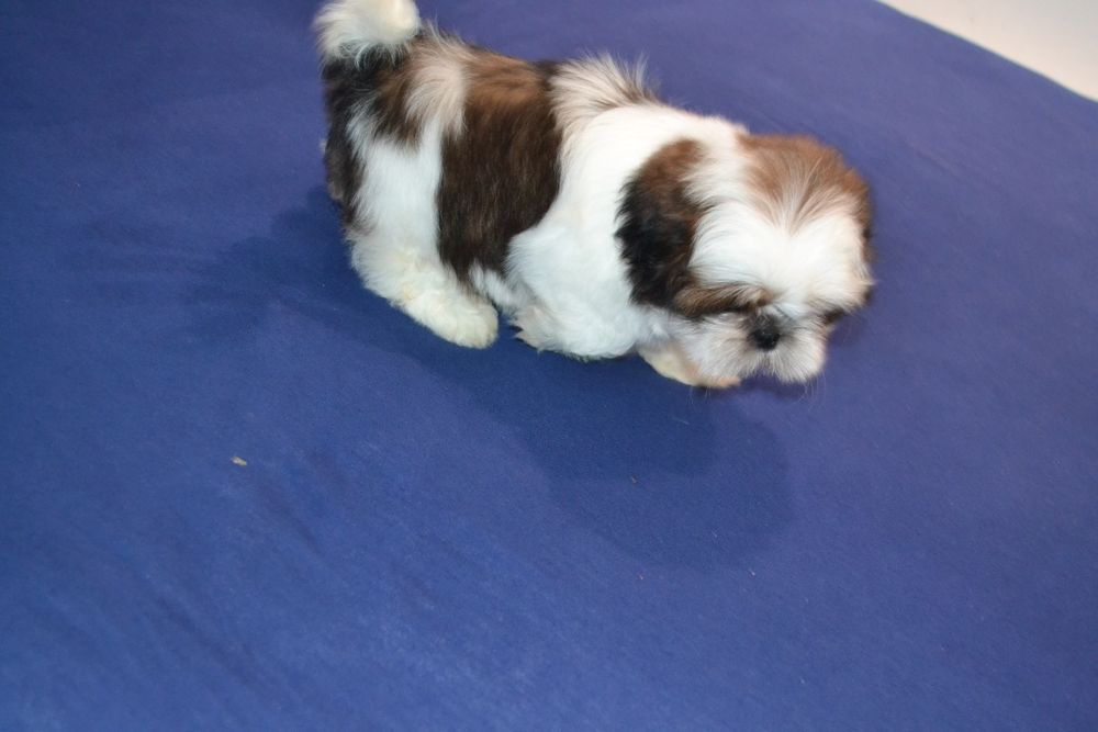 Śliczny malutki piesek Shih tzu