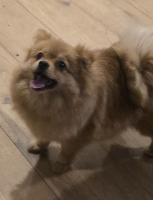 Pomeranian suczka szpic miniaturowy zkwp FCI