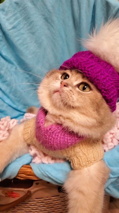 Нежные маоыши. Ручеые котята золотая шиншилла.