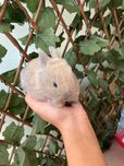 Coelhos Anões Mini Toy , Mini Teddy  ( LOJA ESPECIALIZADA )