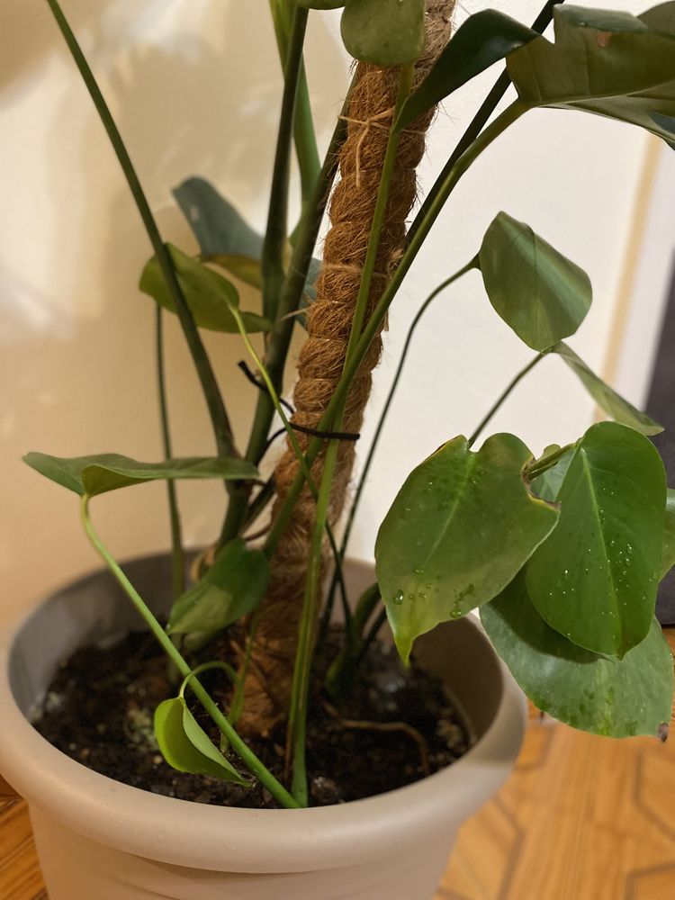 Planta Monstera com vaso incluido