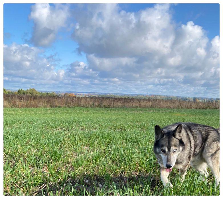 Haski - Lumen - pies do adopcji