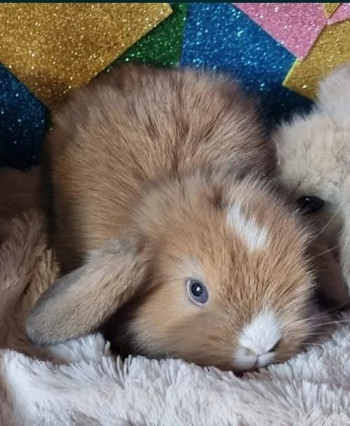 Coelhos anões vacinados