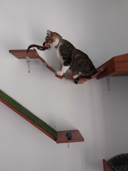 Pet Sitter - Hospedagem Familiar para Cães e Gatos