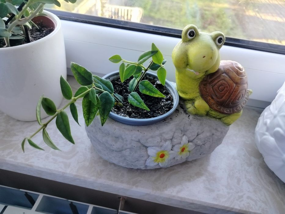 Hoja Bella,hoja Bella