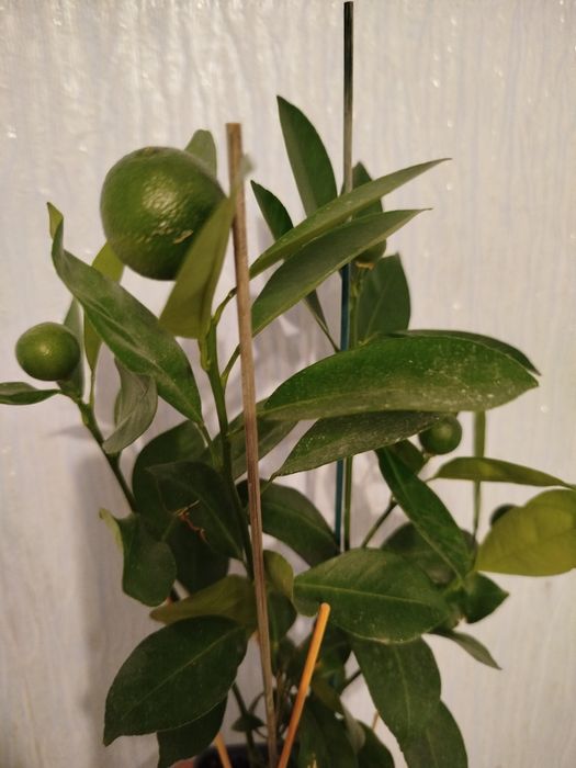 Комнатное растения цитрусовых Каламондин