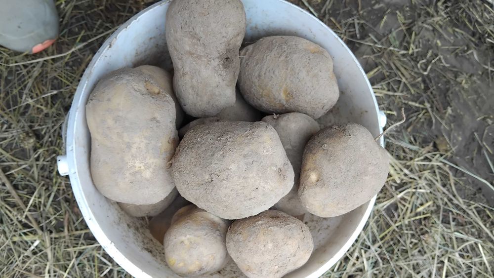 Sprzedam nadwyżkę ziemniaków ok.2 ton