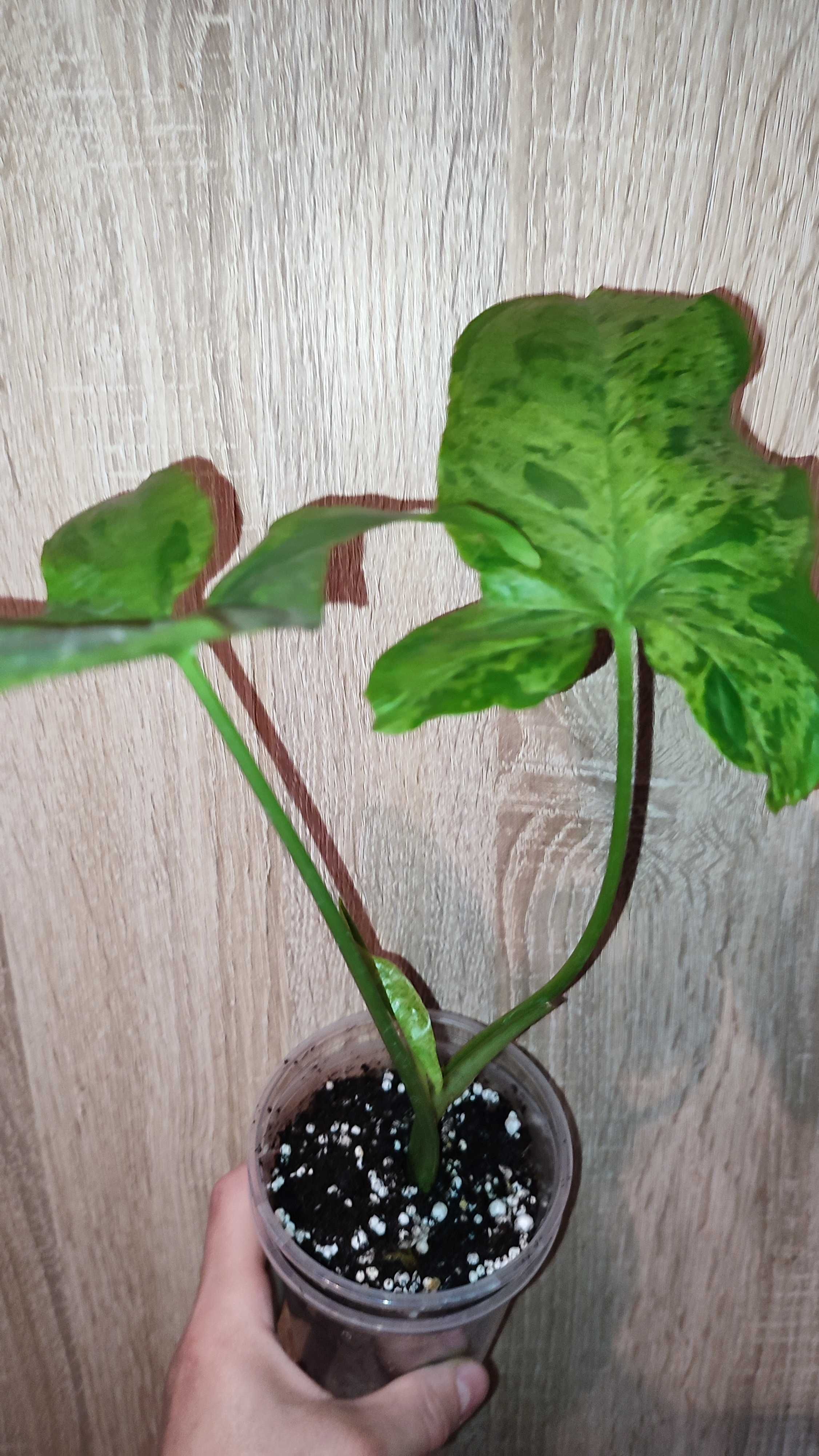 Syngonium Mottled Mojito