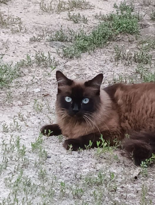 Пропала сиамская кошка