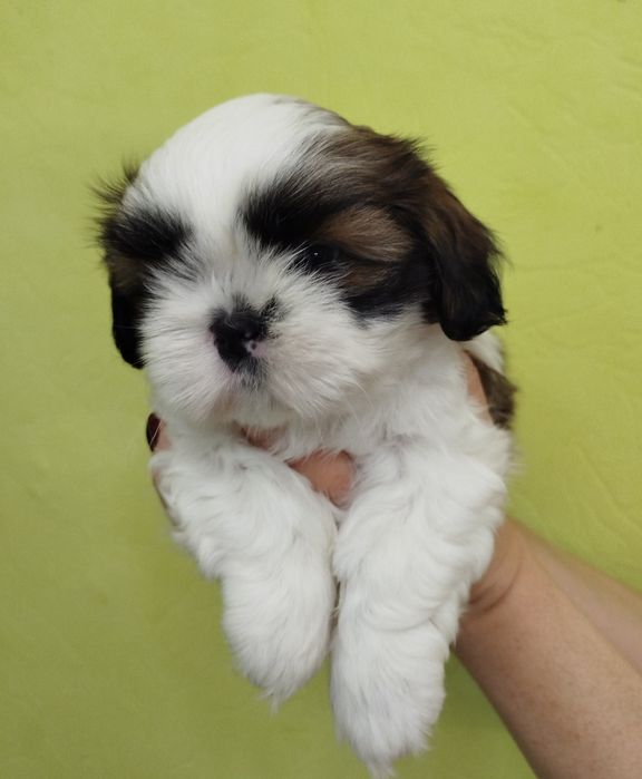 Чистокровний Ши-тцу хлопчик цуцик