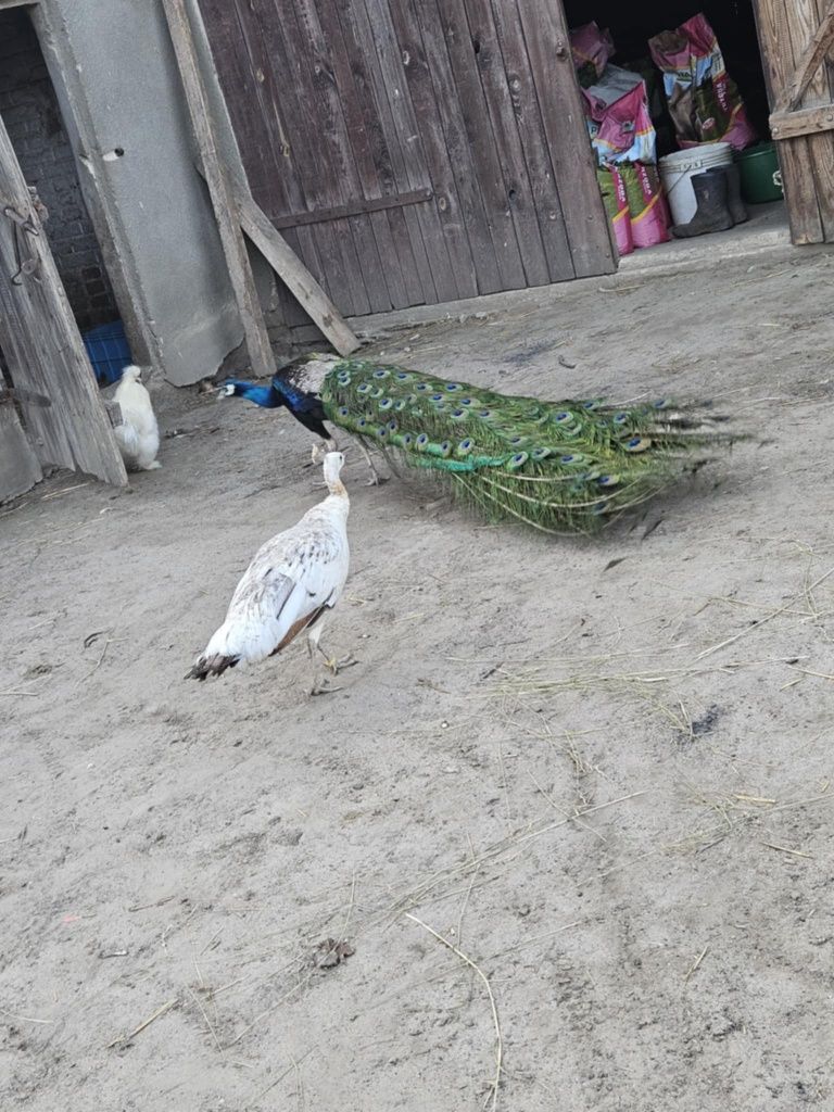 Sprzedam Pawia i pawice