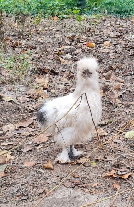 Para silek parka silki usa kura jedwabista