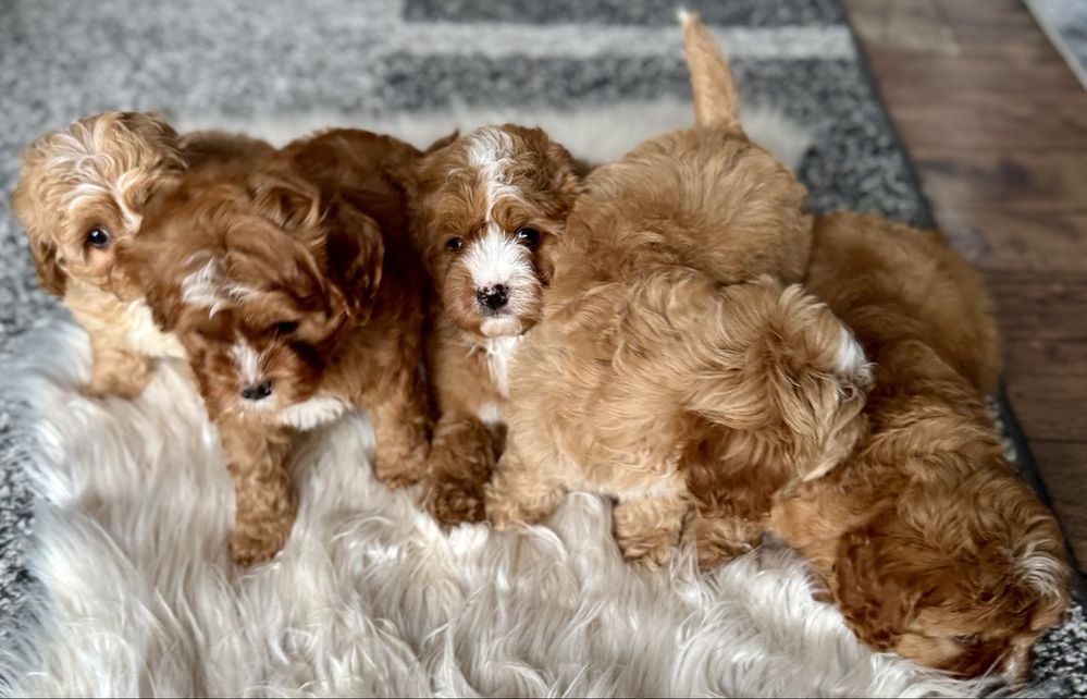 Cavapoo F1 chłopak