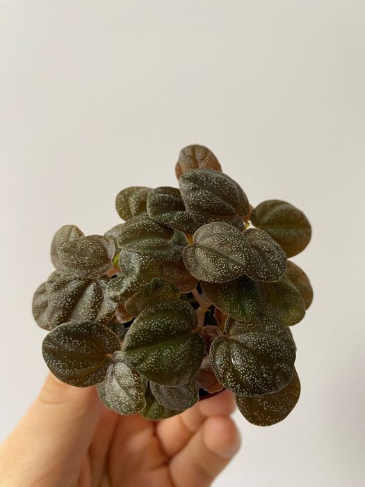 Peperomia antoniana roślina do paludarium