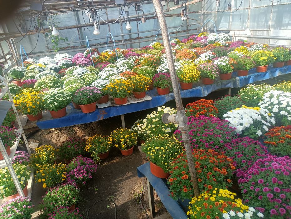 Chryzantemy drobnokwiatowe.