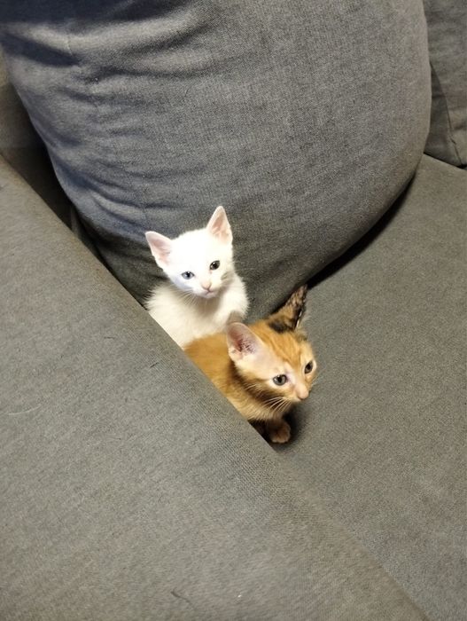 gatinhos para adoção