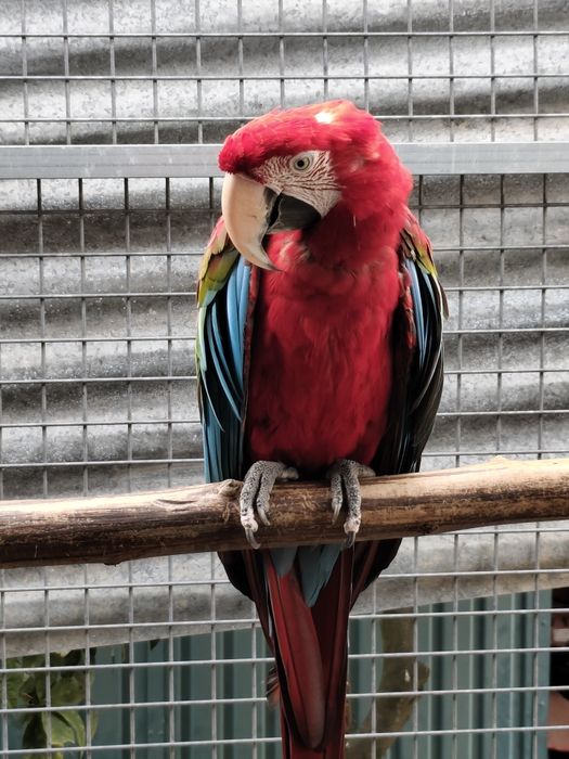 Arara macho  com cinco anos