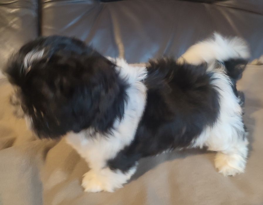 Shihtzu czarna biala suczka