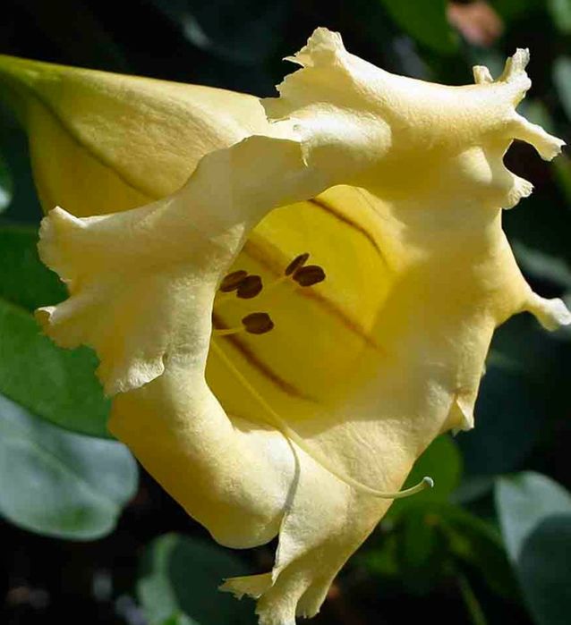 Соландра крупноцветковая