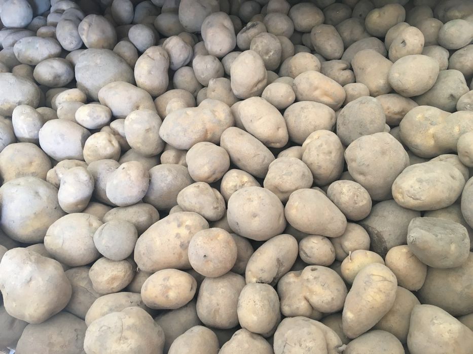 Ziemniaki prosto z pola