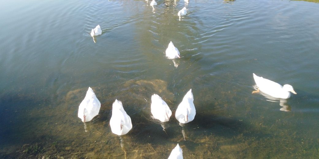 Patos brancos criados no campo