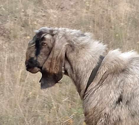 Козёл, цап англо-нубийский