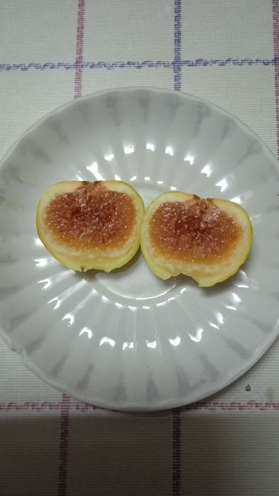 Продам саджанці  інжиру