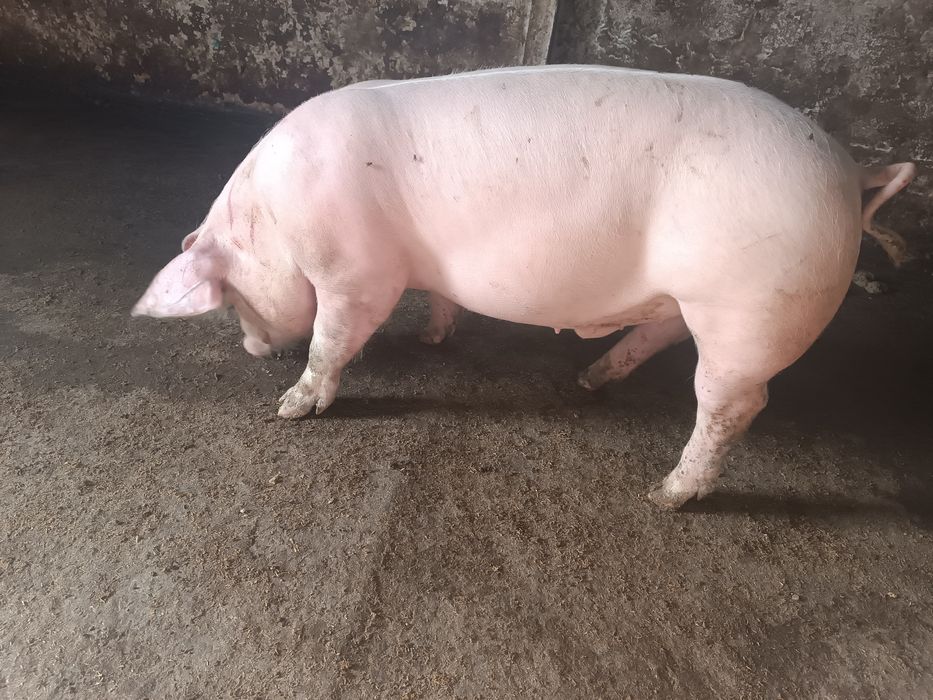 Продам поросят мясного направления