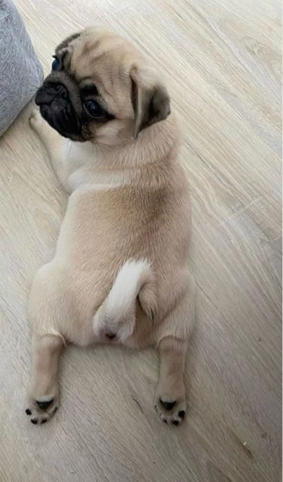 Грайливі мопсики шукають люблячу родину