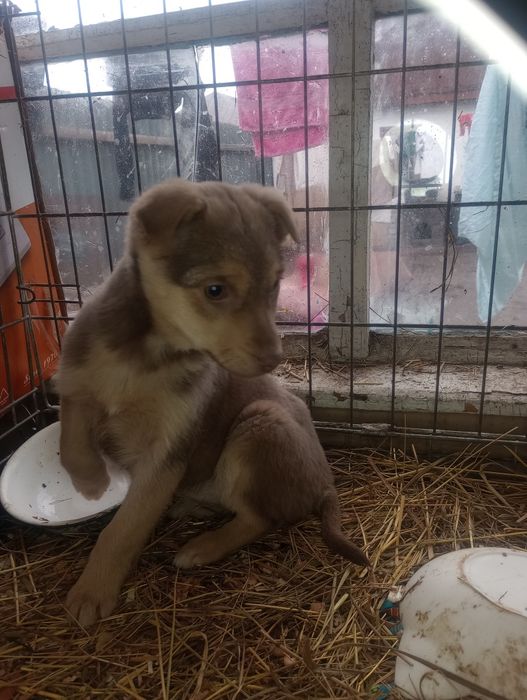 Каштанка 2,5 мес вакцинирована+бесплатная стерилизация