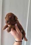 Pudel toy miniaturka piesek