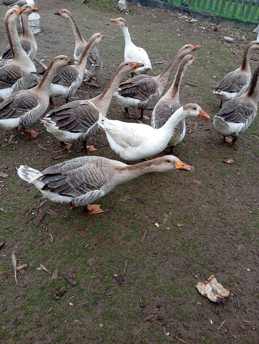 Продають  домашні гуси.