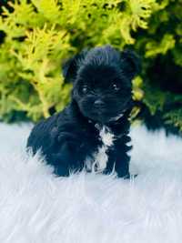 Piękny Black Yorkshire Terrier - dla mocno wymagających .Prawdziwy.