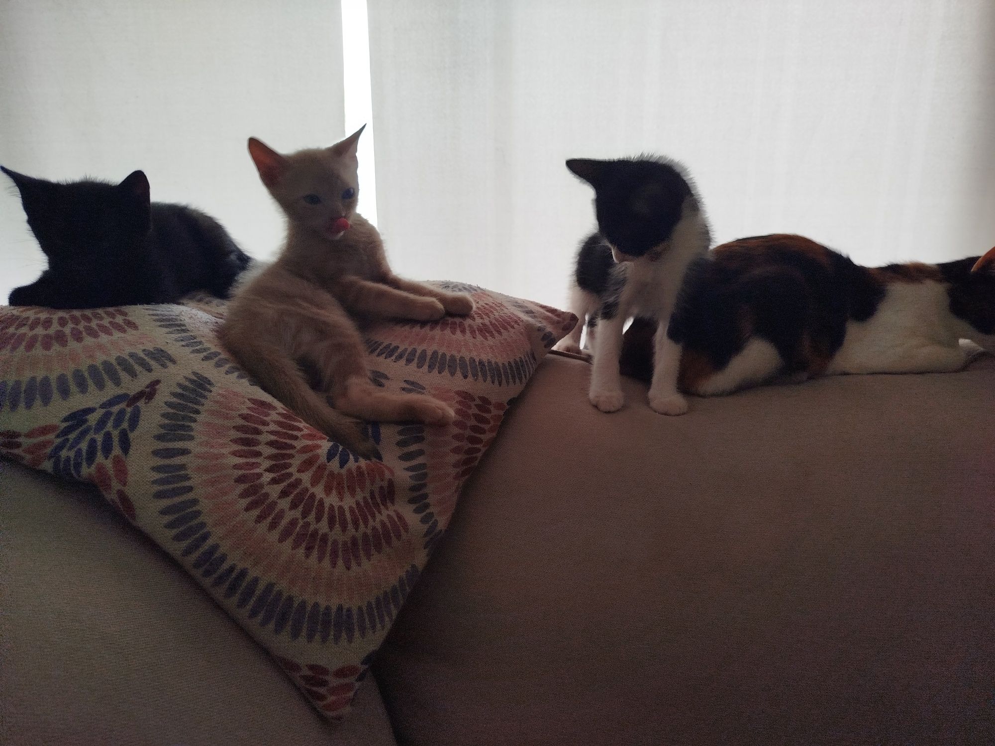 Gatinho/a para adoção responsável