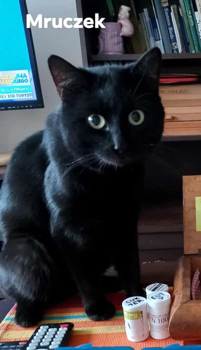 Zdrowy ,wykastrowany , 1.5 roczny kocurek szuka kochającego domku.