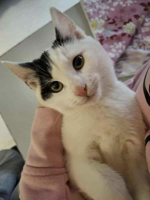 Kotek Olaf czeka na dom