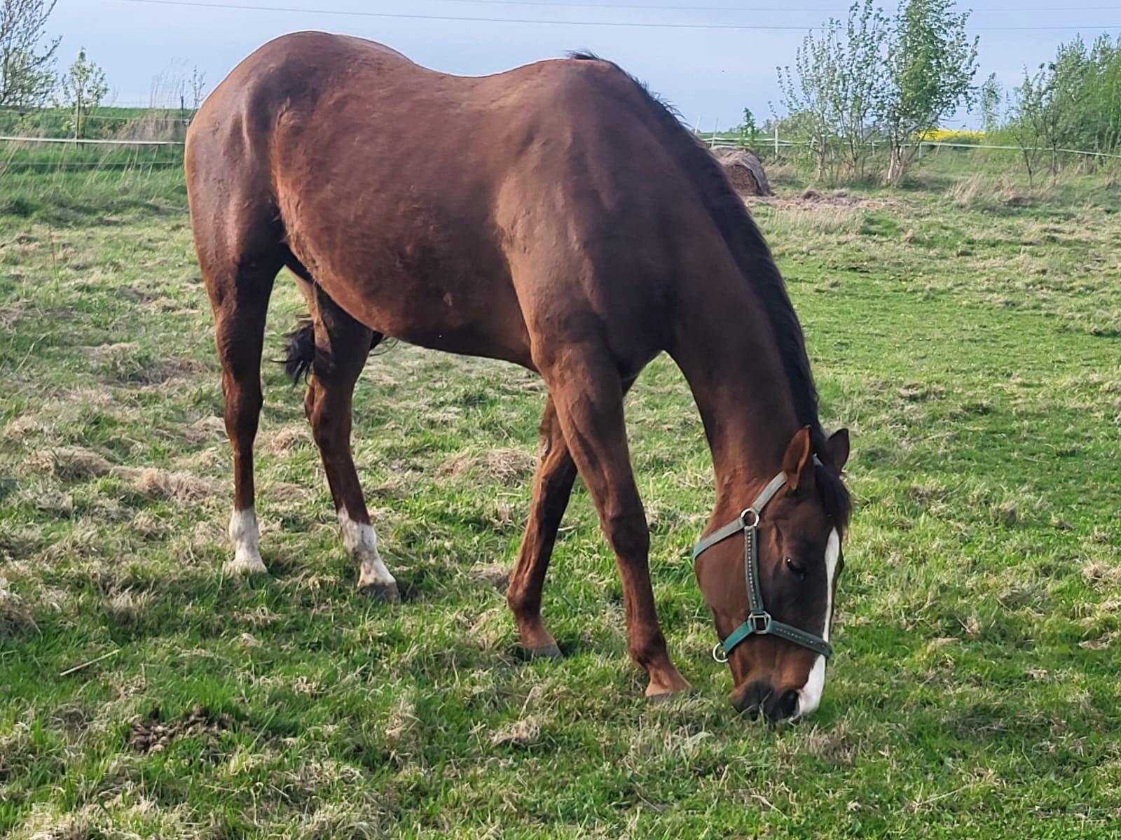 Klacz AQH/American Quarter Horse lini pleasure