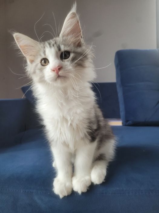 Kotek Edison Maine Coon