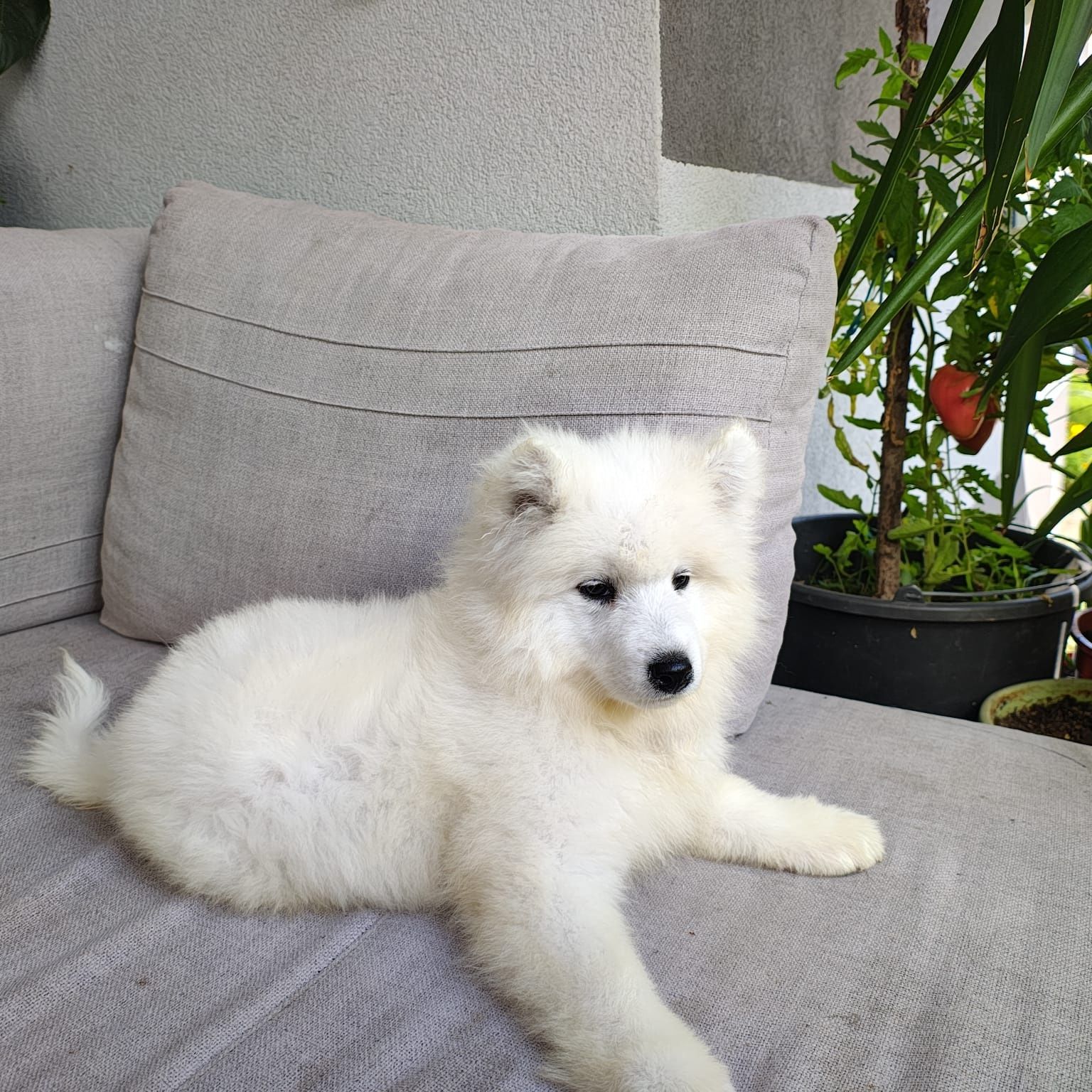 Samoyed Zkwp Fci