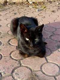 Чорний молодий котик