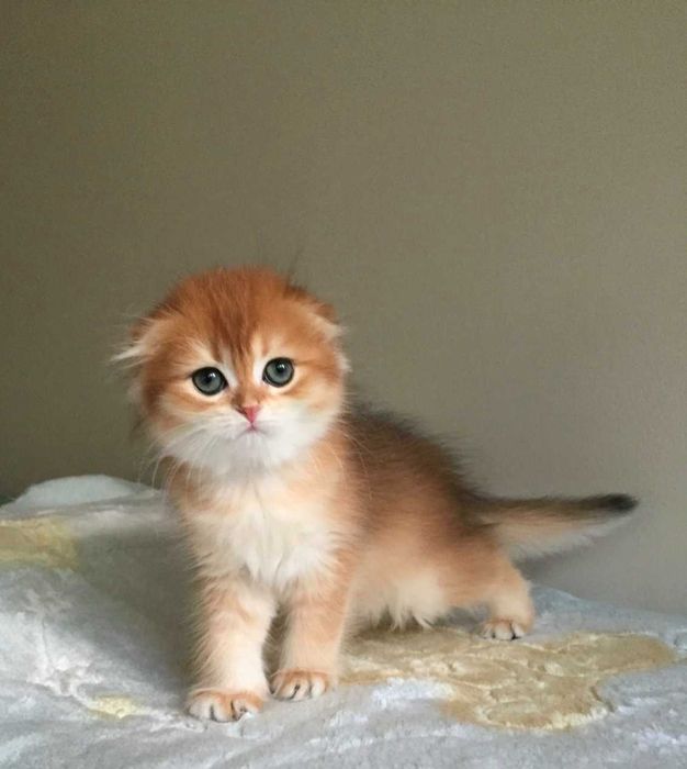 Kotka szkocka zwisłoucha, color złota szynszyla, długowłosa